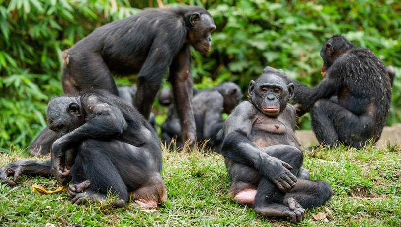 Szympansy karłowate są niezwykle pokojowymi zwierzętami /123RF/PICSEL