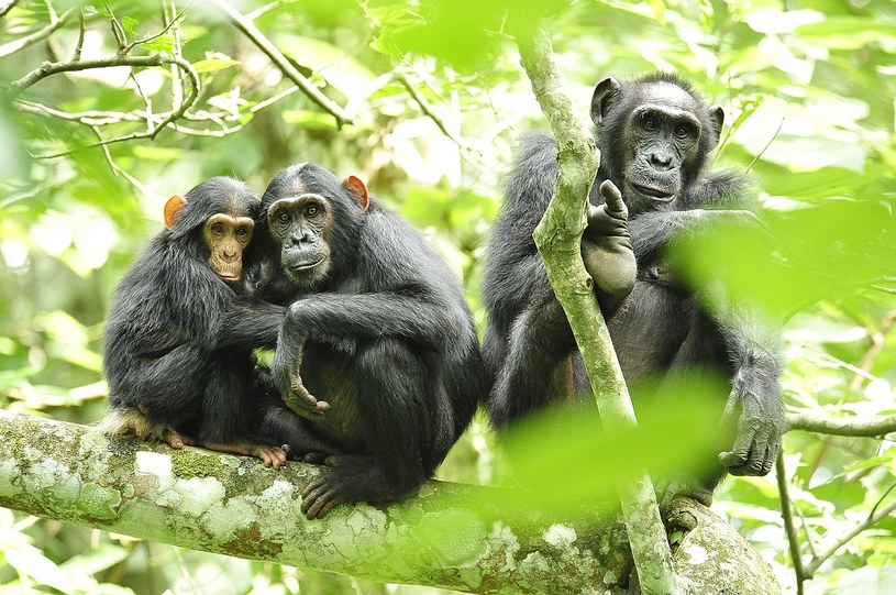 Szympansy pomagają sobie nawzajem /domena publiczna