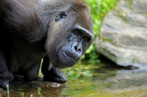 Chimpanzees hit gorillas hard.  First of its kind in history