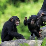 Szympansy synchronizują kroki podczas wspólnych spacerów. Jak ludzie