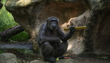 Szympansy z Senegalu używają włóczni. Nadziewają inne zwierzęta