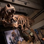 T. Rex mógł być... jeszcze potężniejszy