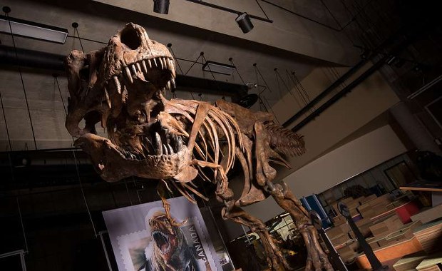 T. Rex mógł być... jeszcze potężniejszy