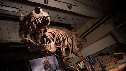 T. Rex mógł być... jeszcze potężniejszy