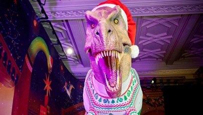T. rex w swetrze podbija Londyn. Świąteczny sezon w Muzeum Historii Naturalnej