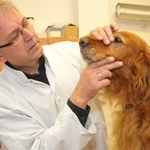 Ta choroba dotyka 30 proc. psów. Naukowcy z Wrocławia pracują nad nowym lekiem