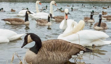 Ta gęś jest Polsce tylko na zimę. Czy słusznie uznana za gatunek inwazyjny?