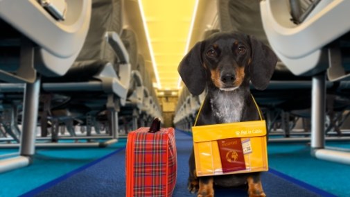 Ta linia lotnicza powstała dla psów. Ale mogą zabrać ze sobą ludzi