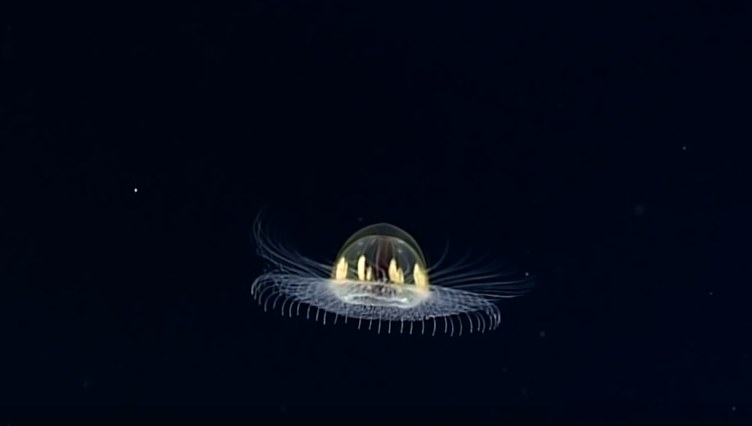 Ta niezwykła meduza porusza się jak UFO na niebie /materiały prasowe