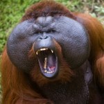 Ta ogromna małpa była protoplastką King Konga. Co się z nią stało?