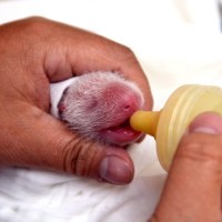 Dwudniowa panda w Tajpejskim zoo