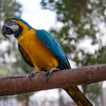 Ta papuga klnie jak szewc. Ma kategorię XXX