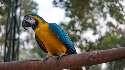 Ta papuga klnie jak szewc. Ma kategorię XXX