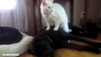 Ta para robi furorę w internecie. Takiego masażu można pozazdrościć! 