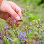 Ta popularna roślina zastąpi w kuchni niejedną przyprawę. Mało kto zna jej właściwości