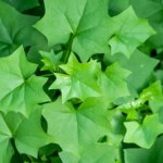 bluszcz Ta pospolita roślina została uznana za inwazyjną. Za uprawę surowe kary