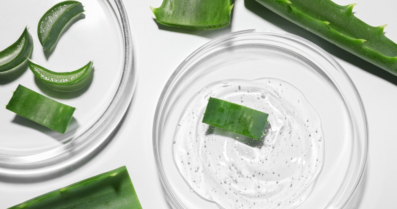 Ta prosta maseczka z aloesu sprawi, że zapomnisz o łupieżu i matowych włosach /Olga Yastremska, New Africa, Africa Studio /123RF/PICSEL