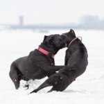 Ta rasa psów zdaniem ekspertów może zostać zakazana w Wielkiej Brytanii