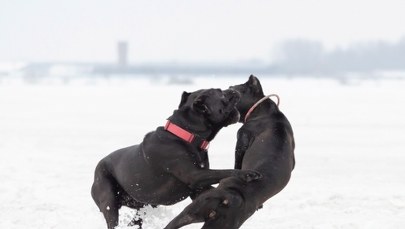 Ta rasa psów zdaniem ekspertów może zostać zakazana w Wielkiej Brytanii