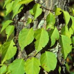 Ta roślina będzie wkrótce objęta zakazem. Kara to nawet milion złotych