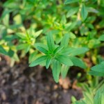 Ta roślina działa lepiej, niż odświeżacz powietrza. W całym domu będzie pachniało