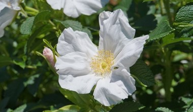 Ta roślina jest najodporniejsza, a nikt nie robi z niej żywopłotu