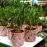 Ta roślina jest niemal niezniszczalna. Teściowa nazywa ją "nogą słonia" 