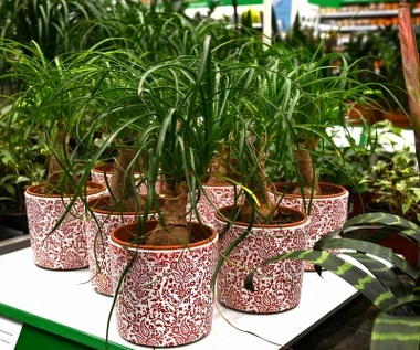 Ta roślina jest niemal niezniszczalna. Teściowa nazywa ją "nogą słonia" 