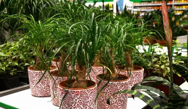 Ta roślina jest niemal niezniszczalna. Teściowa nazywa ją "nogą słonia" 