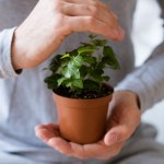 pech Ta roślina jest owiana złą sławą. Według wierzeń ma przynosić nieszczęście
