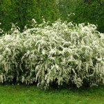 Ta roślina jest samowystarczalna. Niestraszne są jej siarczyste mrozy