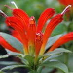 Ta roślina kwitnie długo. Wygląda jak czerwona szminka w doniczce