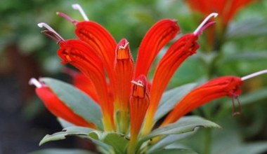 Ta roślina kwitnie długo. Wygląda jak czerwona szminka w doniczce