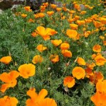 Ta roślina kwitnie już od wczesnej wiosny. Pokrywa ogród dywanem z kwiatów 