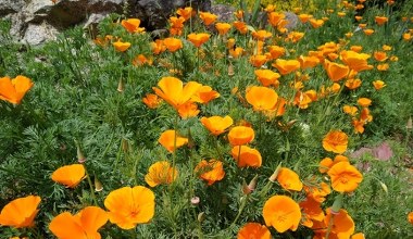 Ta roślina kwitnie już od wczesnej wiosny. Pokrywa ogród dywanem z kwiatów 