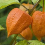 rośliny inwazyjne Ta roślina nazywana jest "chińskim lampionem". Trujące owoce łatwo pomylić