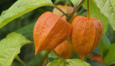 Ta roślina nazywana jest "chińskim lampionem". Trujące owoce łatwo pomylić