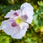 Ta roślina pochodzi z Azji. Polacy uwielbiają jej nasiona za lekko słodki, orzechowy smak