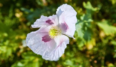 Ta roślina pochodzi z Azji. Polacy uwielbiają jej nasiona za lekko słodki, orzechowy smak