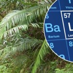 metale ziem rzadkich Ta roślina produkuje metale ziem rzadkich. Nowe odkrycie naukowców