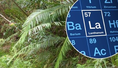 Ta roślina produkuje metale ziem rzadkich. Nowe odkrycie naukowców