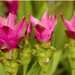 Ta roślina przypomina papugę. Daj na parapet, a sąsiadki zzielenieją z zazdrości