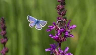 Ta roślina sprawdzi się lepiej niż wrzosy. Długo kwitnie i przyciąga motyle