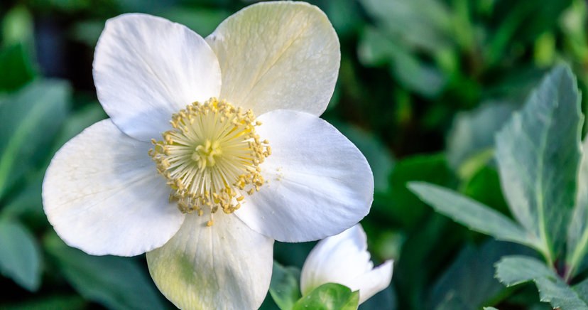 Ta roślina to świąteczna alternatywa dla grudnika /123RF/PICSEL