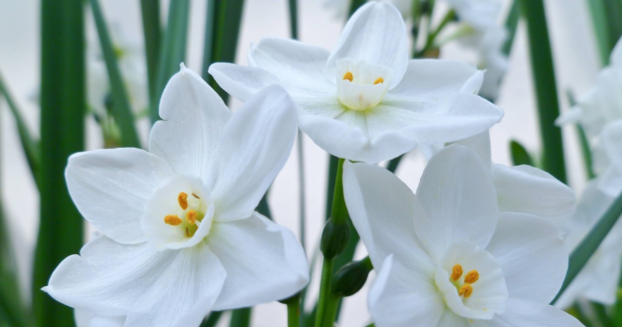 Ta roślina zachwyca nie tylko kwiatami, ale i zapachem /123RF/PICSEL