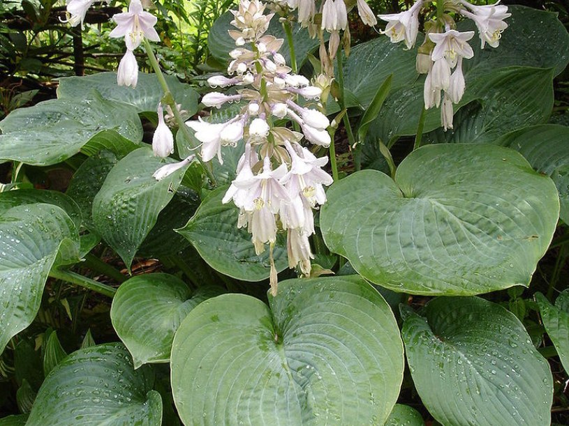Ta roślina zmienia kolor pod wpływem światła. Jej liście wyglądają jak serduszka