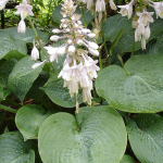 Ta roślina zmienia kolor pod wpływem światła. Jej liście wyglądają jak serduszka