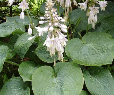 Ta roślina zmienia kolor pod wpływem światła. Jej liście wyglądają jak serduszka