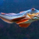 Ta ryba chodzi po dnie i gdacze jak kura. Polacy ją ignorują