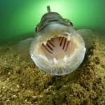 Ta ryba królowała na wigilijnym stole przed karpiem. Zwali ją sprośną